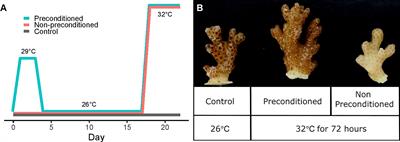 Thermal preconditioning in a reef-building coral alleviates oxidative damage through a BI-1-mediated antioxidant response